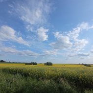 Dom na sprzedaż